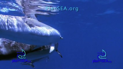 BABY BLANCA the WHITE SPINNER DOLPHIN