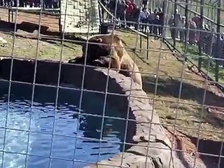 BamBam The Grizzly Bear Gets A New Home