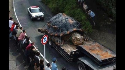 Giant Fukushima Mutant Turtle Finally Captured By Japanese Military