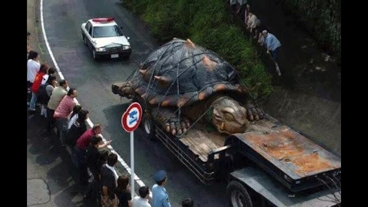 Giant Fukushima Mutant Turtle Finally Captured By Japanese Military