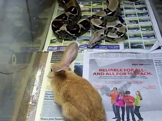 boa eating  rabbit