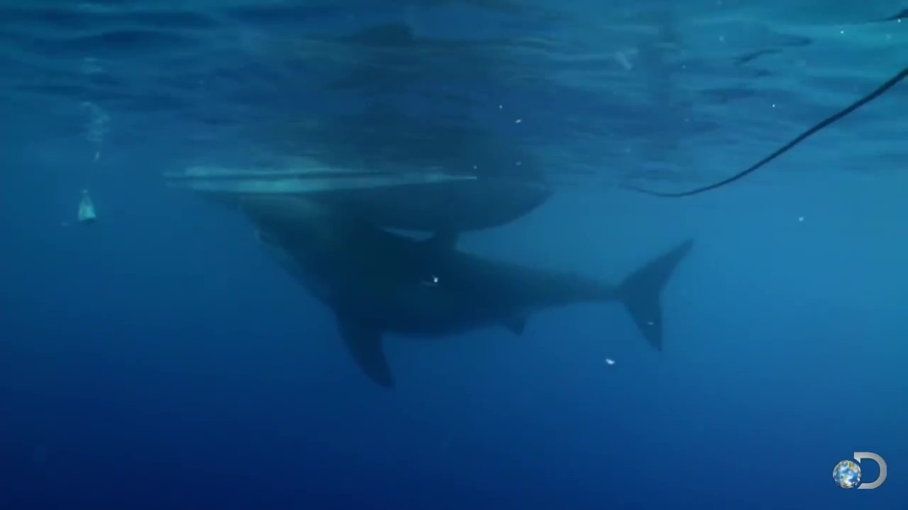 Deep Blue, l'un des plus grands requins blancs