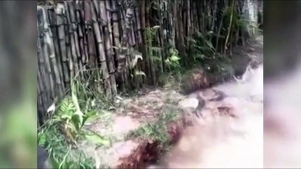 Kediyi timsahlarla dolu suya attılar! (+18)