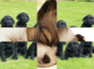 En ucuz köpek mamaları