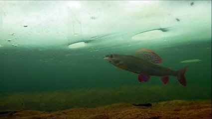 Undervannsfilm under isfiske på Glomma/Underwater footage during ice fishing on the river Glomma.