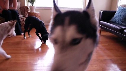 Mishka the Talking Husky Gets Tricked!