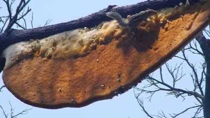 Fearless squirrel raids active beehive