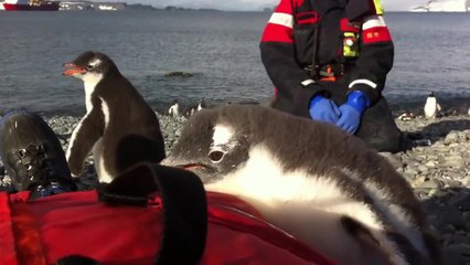 Wild baby Penguin befriends man on beach