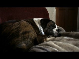 What on Earth is this dog dreaming about?