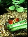 Red claw crabs eating cucumber