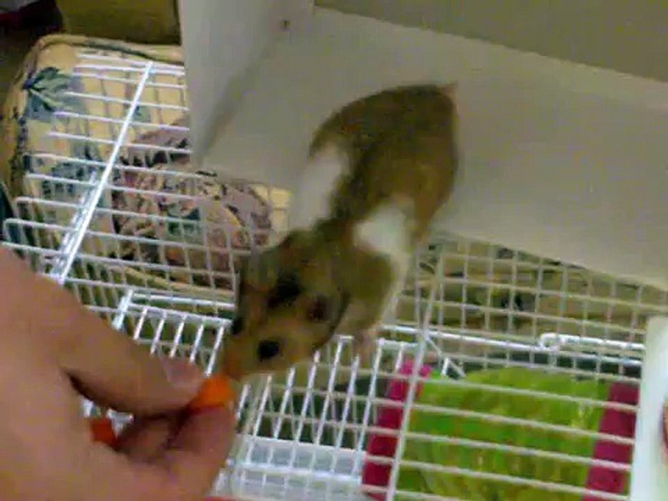 hamster - هامستر @omar4scary #omar4scary