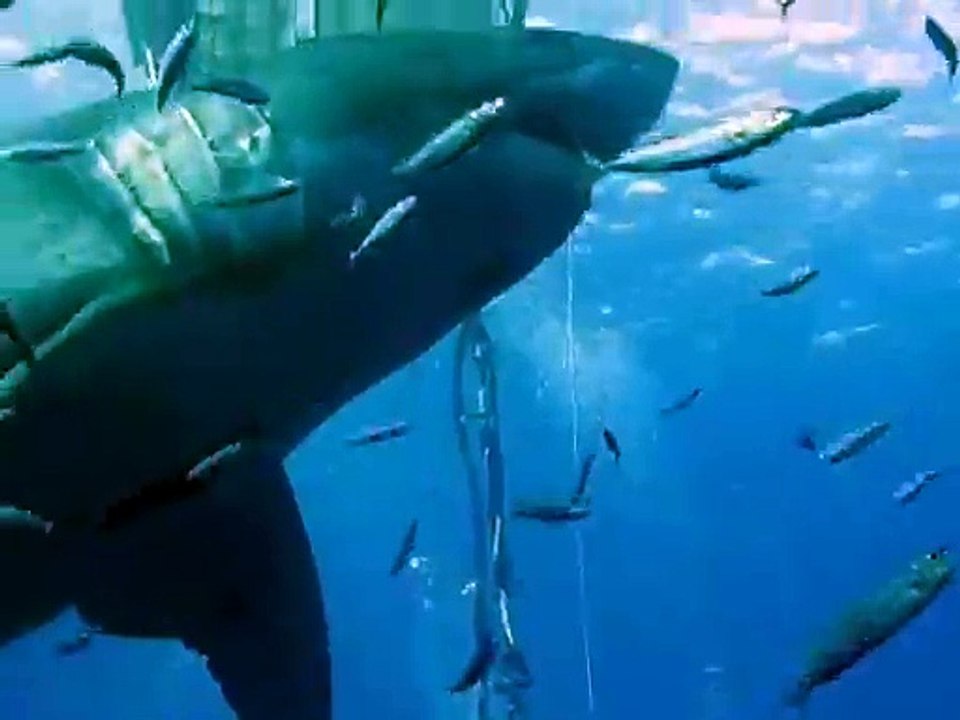 Un plongeur touche un des plus grands requins blancs