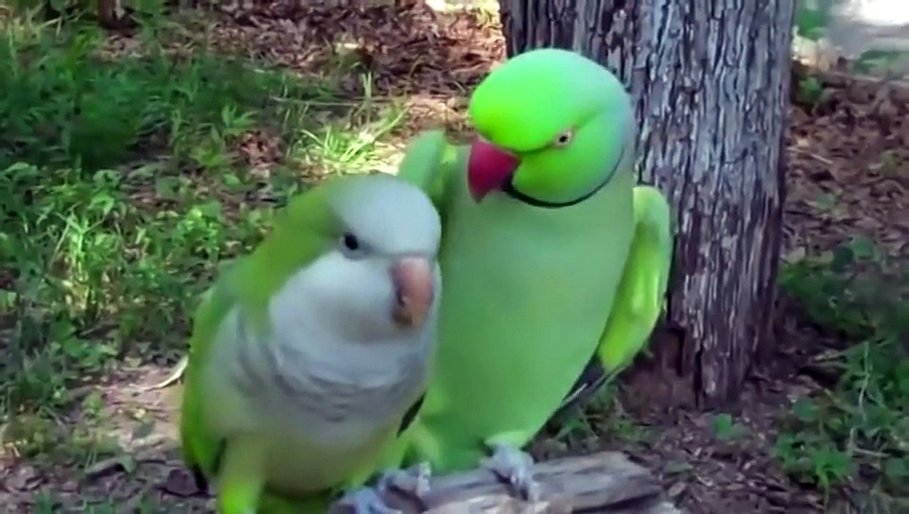 So lovely Parrot Saying 'Give Me A Kiss' and kissing his female