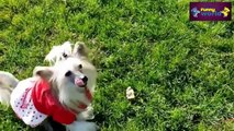 Speaking dogs Compilation 2015   Funny dog Videos   HD   720p