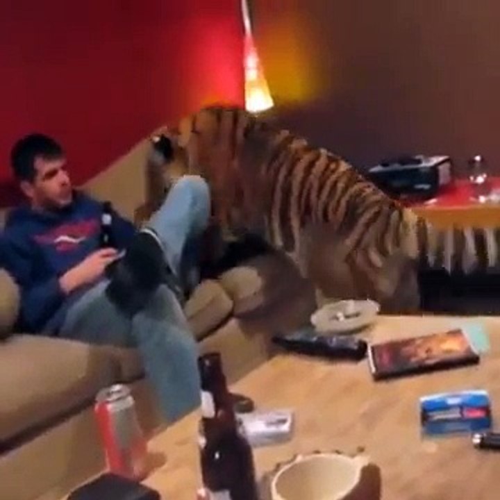 Funny Dog Video