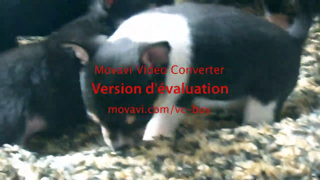 Bb  Blue Ice de la Isla Encanatada x I'm Précious Des Etoiles d'Ambre