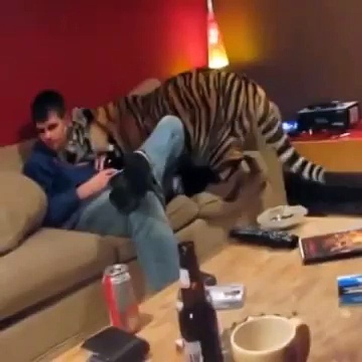 Funny Cat Fails