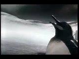Guinness Penguins 'Best Mates' Advert - Ireland, Jan 2007