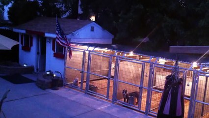 Kennel set up DevilsDens gotbully.com American Bullies / Pit Bulls