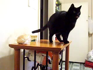 Black Cat Meowing