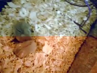 hamster fight