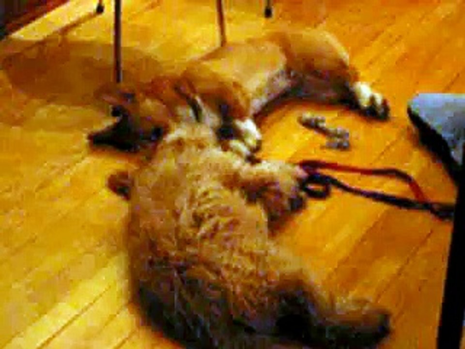 Corgi talking to Goldendoodle