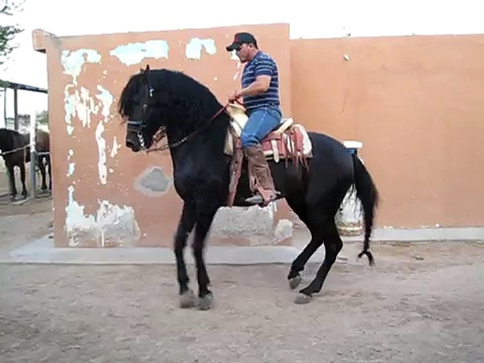 Lili Osuna.- Caballo MAXIMO.
