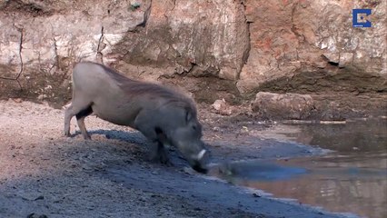 Un crocodile très mauvais chasseur