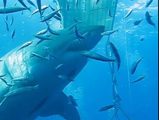 Deep Blue : l'un des plus grands requins blancs
