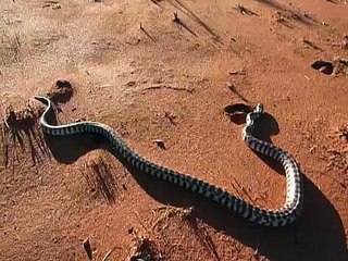 Black-headed Python 2