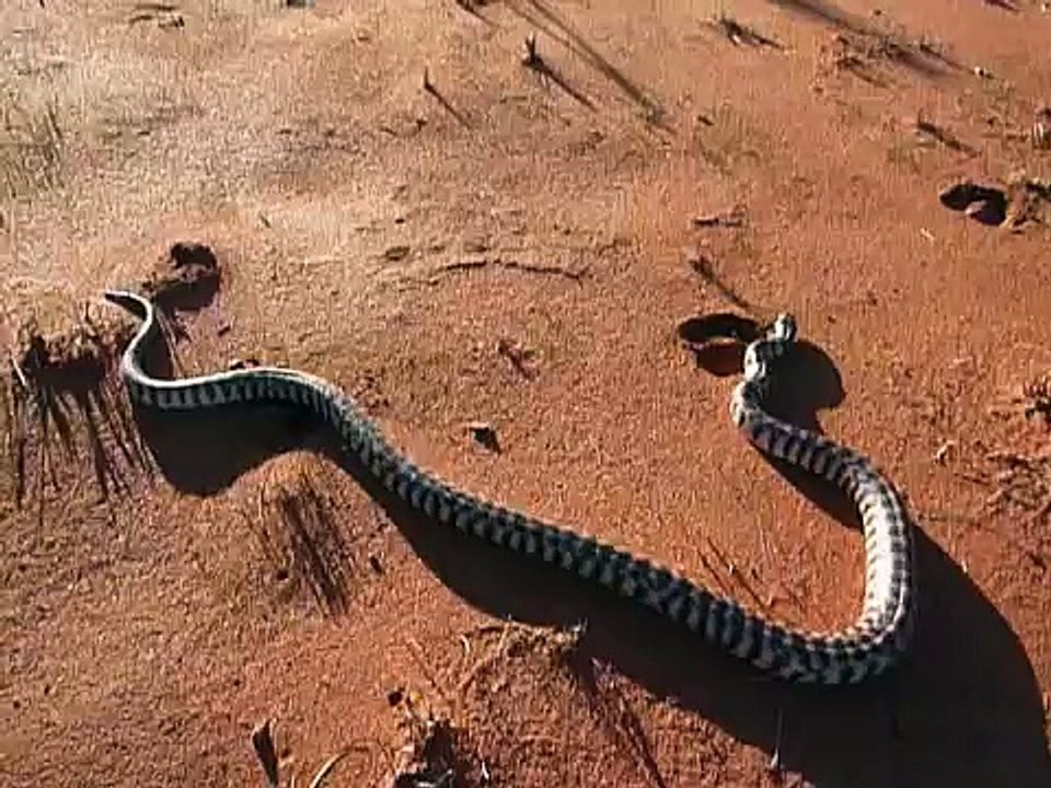 Black-headed Python 2