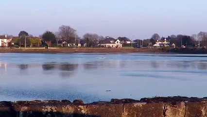 Foka na dasci za surfanje