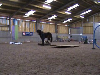 Exmoor Stallion doing Horse Agility - Loose