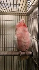 Dancing major mitchell's cockatoo