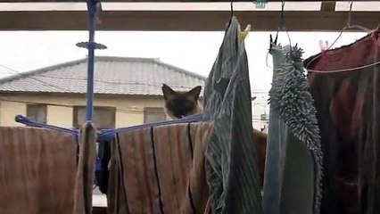 猫ダイビング大失敗