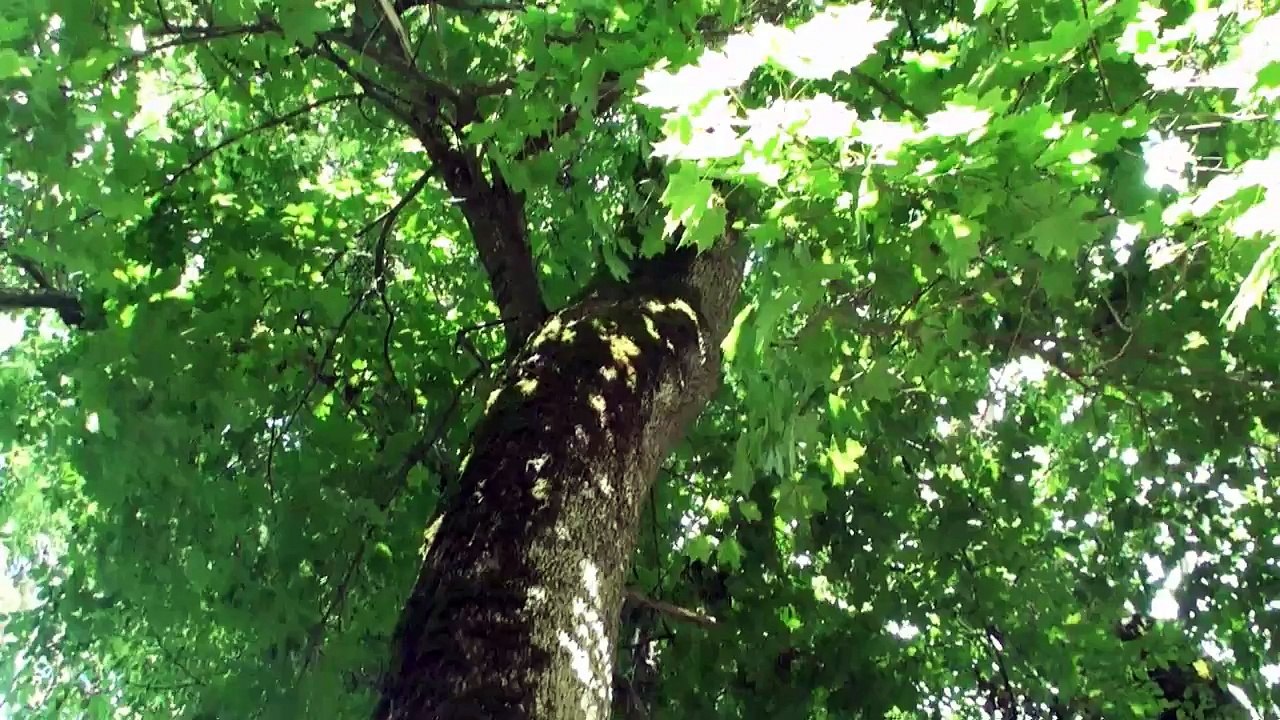 Białowieski Park Narodowy. Rezerwat Żubrów