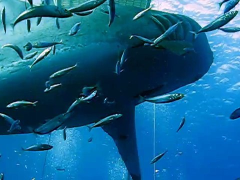 Deep Blue, le plus grand requin blanc filmé !