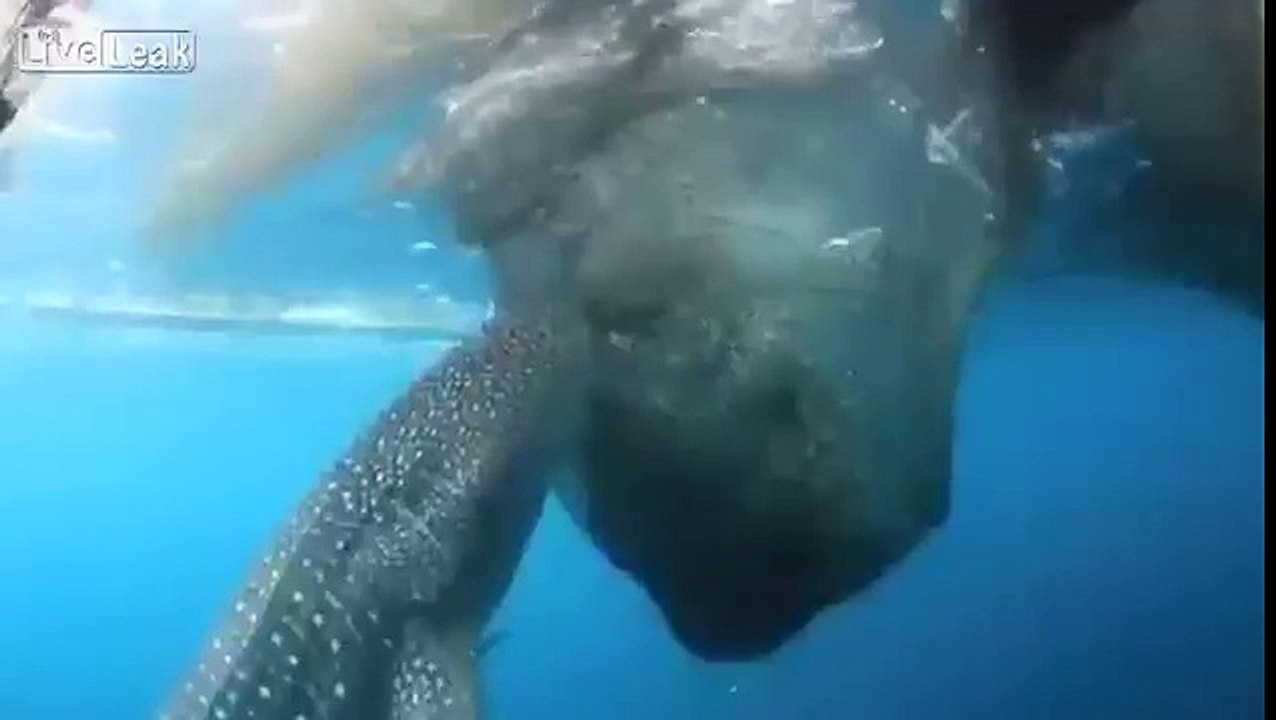 Freaky whale shark sucking fish
