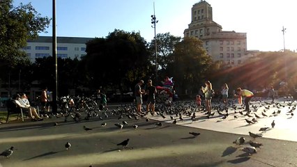 pigeons barcelona