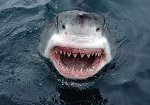 Great White Shark Attacks Boat