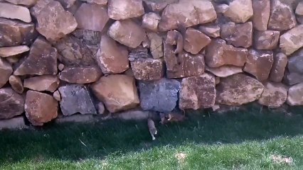 Quand une maman belette guide ses petits pas toujours téméraires