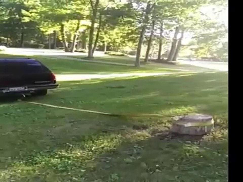 Régis Vs souche d'arbre