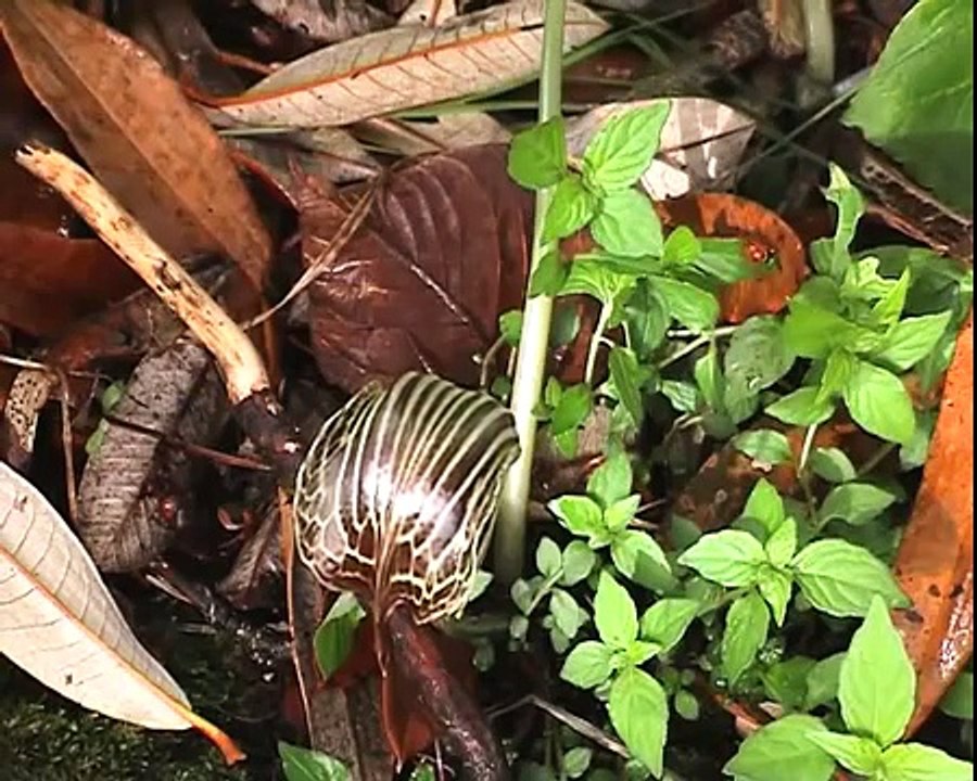 Biodiversity - Our Common Heritage. Exotic plants of India.