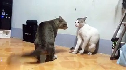 Funny Cat Attack Like Kunfu