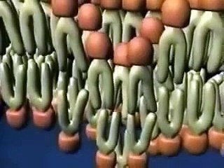 Estructura de la membrana plasmática