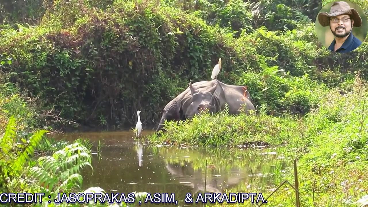 Close Encounter With Rhino.
