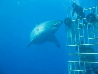 Скачать видео: Le plus grand des grands requins blanc touché par un plongeur : dingue