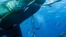 Un plongeur face au plus grand requin jamais filmé