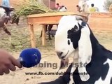 Animals Funny Punjabi Totay