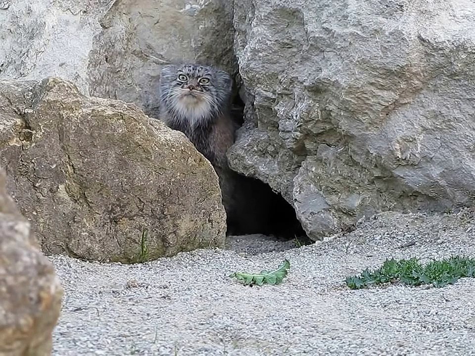 Le chat de Pallas, le plus expressif des félins